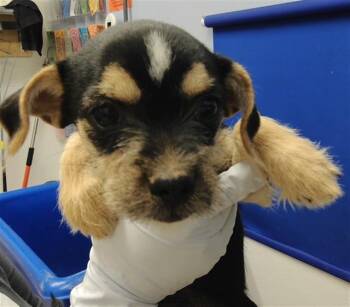 SUZIE -  Shih Tzu and Mixed Breed Dog for Adoption in Albuquerque, New Mexico - SUZIE | PetCurious