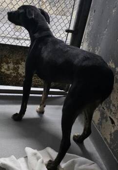 Dunkin -  Labrador Retriever and Mixed Breed Dog for Adoption in Blue Ridge, Georgia - Dunkin | PetCurious