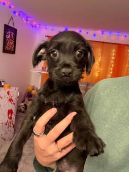 Mickey -  Chihuahua and Schnauzer Dog for Adoption in Berlin, New Jersey - Mickey | PetCurious
