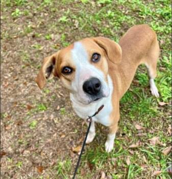 Kurt -  Pointer Dog for Adoption in Monticello, Minnesota - Kurt | PetCurious