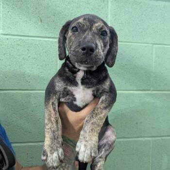 Femi -  Mixed Breed Dog for Adoption in South Portland, Maine - Femi | PetCurious