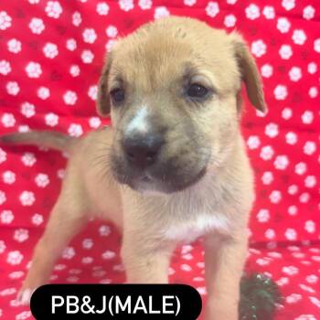 PB&J -  German Shepherd Dog and Mixed Breed Dog for Adoption in North Charleston, South Carolina - PB&J | PetCurious
