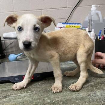 Mixed Breed Dogs Available for Adoption in New York, New York - Storm | PetCurious