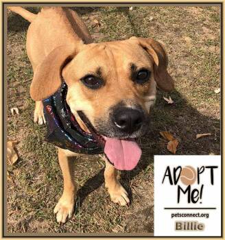 Rescue Yellow Labrador Retriever Dogs for Adoption in South Bend, Indiana - Billie | PetCurious