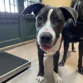 Glenn -  Pit Bull Terrier and Mixed Breed Dog for Adoption in Pasadena, California - Glenn | PetCurious