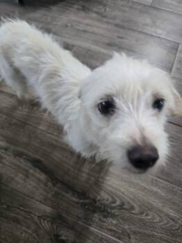 Maltese Dogs Available for Adoption in Luling, Texas - Snowflake | PetCurious