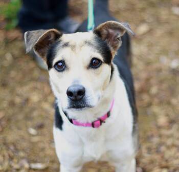 Beagle and Terrier Dogs Available for Adoption in Skyline, Minnesota - Rinda | PetCurious
