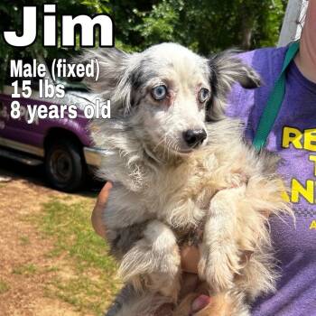 Jim -  Australian Shepherd Dog for Adoption in Blue Springs, Missouri - Jim | PetCurious