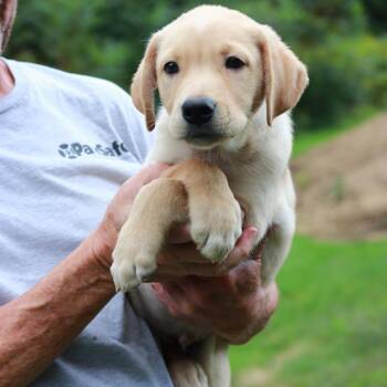 CT Creed avail Sep 6 (Ashford Farmers Mkt- Ashford, CT) -  Shepherd and Mixed Breed Dog for Adoption in Stormville, New York - CT Creed Avail Sep 6 (Ashford Farmers Mkt- Ashford, CT) | PetCurious