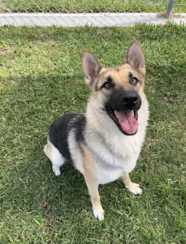 Rescue German Shepherd Dog Dogs for Adoption in San Diego, California - Sasha | PetCurious