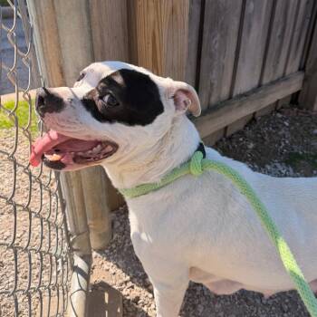 Pit Bull Terrier Dogs Available for Adoption in Indianapolis, Indiana - Amelia | PetCurious