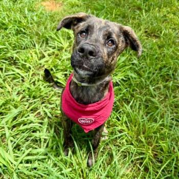 Louska -  American Staffordshire Terrier Dog for Adoption in Pittsburgh, Pennsylvania - Louska | PetCurious