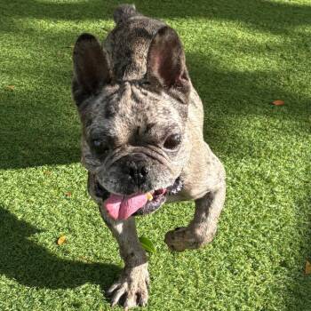 Snuggle Bug 5637 -  French Bulldog Dog for Adoption in Loxahatchee Groves, Florida - Snuggle Bug 5637 | PetCurious