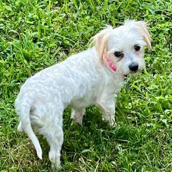 Maris -  Maltese Dog for Adoption in Houston, Texas - Maris | PetCurious