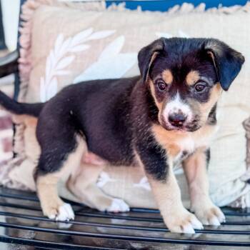 Mixed Breed Dogs Available for Adoption - Poppy C-34461 | PetCurious