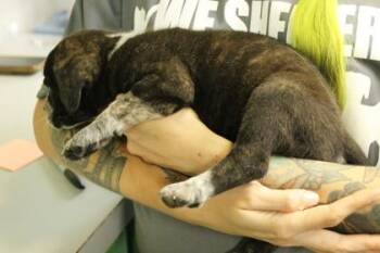 Sleepy -  Cattle Dog and Mixed Breed Dog for Adoption in Picayune, Mississippi - Sleepy | PetCurious