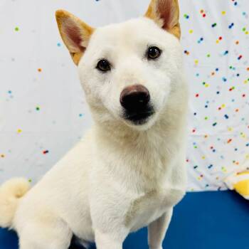 Zelda -  Shiba Inu Dog for Adoption in Lebanon, Missouri - Zelda | PetCurious
