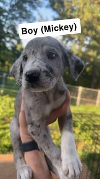 Mickey -  Great Dane and Great Pyrenees Dog for Adoption in Chambersburg, Pennsylvania - Mickey | PetCurious