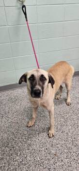 Noodle -  Terrier Dog for Adoption in Athens, Tennessee - Noodle | PetCurious