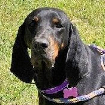 Black And Tan Coonhound Dogs Available for Adoption - Cyrus (GA) | PetCurious