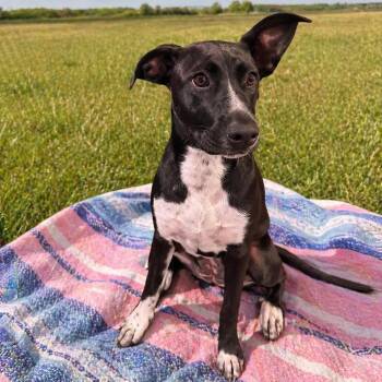 Pit Bull Terrier and Mixed Breed Dogs Available for Adoption in Houston, Texas - Stella Marie | PetCurious