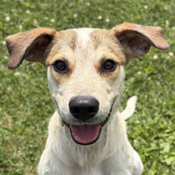 Fraiser -  Hound Dog for Adoption in Jefferson, Wisconsin - Fraiser | PetCurious