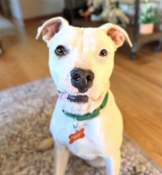 Rowan -  Pit Bull Terrier Dog for Adoption in Sunnyvale, California - Rowan | PetCurious