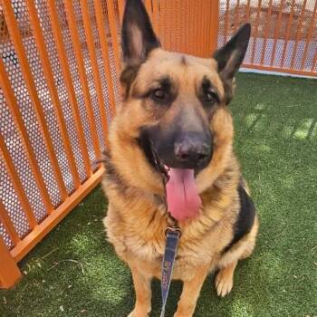 WOLF GANG -  German Shepherd Dog Dog for Adoption in Las Vegas, Nevada - WOLF GANG | PetCurious
