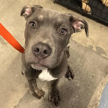 Koe -  Terrier Dog for Adoption in Tampa, Florida - Koe | PetCurious
