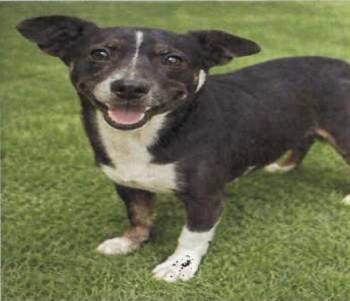 Chihuahua and Mixed Breed Dogs Available for Adoption - Sally (A122364) | PetCurious