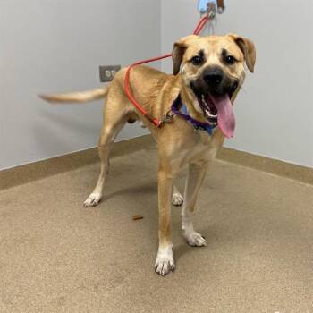 ACE -  Black Mouth Cur and Mixed Breed Dog for Adoption in Aurora, Colorado - ACE | PetCurious