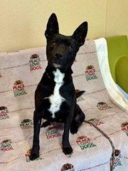 Labrador Retriever Dogs Available for Adoption in Clyde, North Carolina - DELLA | PetCurious