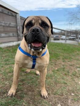 Bullmastiff Dogs Available for Adoption in Methuen, Massachusetts - RAGNAR | PetCurious