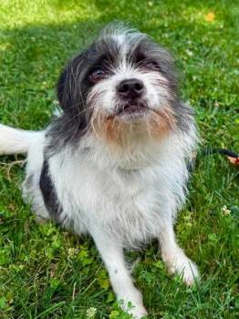 Serge -  Mixed Breed Dog for Adoption in West Chester, Pennsylvania - Serge | PetCurious
