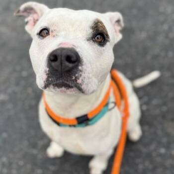 Mixed Breed Dogs Available for Adoption - Beans | PetCurious