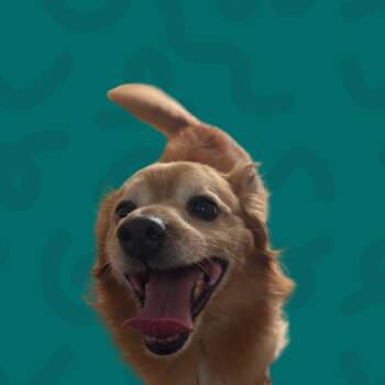 Pomeranian and Chihuahua Dogs Available for Adoption in Reno, Nevada - Pumpkin | PetCurious