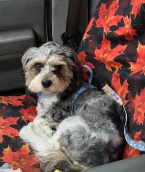 Cavachon SUPER SWEET -  Cavalier King Charles Spaniel and Bichon Frise Dog for Adoption in Woodsfield, Ohio - Cavachon SUPER SWEET | PetCurious