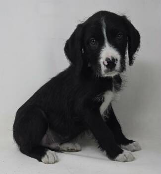 Labrador Retriever and Spaniel Dogs Available for Adoption - Zestful | PetCurious