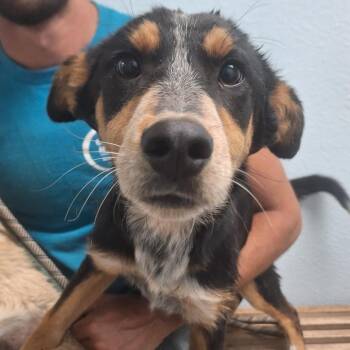 Zap -  Mixed Breed Dog for Adoption in Flagstaff, Arizona - Zap | PetCurious