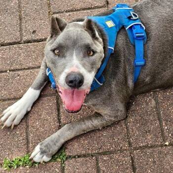 Asha -  American Staffordshire Terrier and Mixed Breed Dog for Adoption in Houston, Texas - Asha | PetCurious