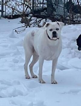 Boxer Dogs Available for Adoption - Rebel | PetCurious