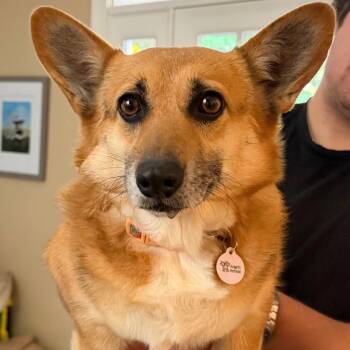 Rescue Cardigan Welsh Corgi Dogs for Adoption in West Chester, Pennsylvania - Autumn | PetCurious