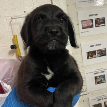 Morton -  Standard Poodle and Labrador Retriever Dog for Adoption in Morton Grove, Illinois - Morton | PetCurious