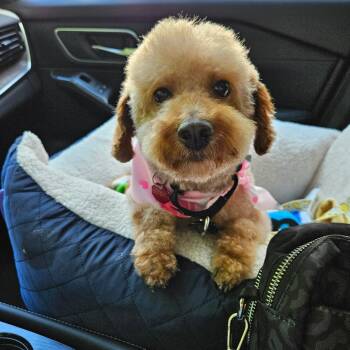 Gemma -  Golden Retriever and Miniature Poodle Dog for Adoption in Sinking Spring, Pennsylvania - Gemma | PetCurious