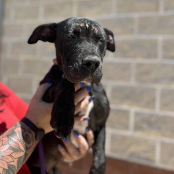 Rescue American Staffordshire Terrier Dogs for Adoption in Corpus Christi, Texas - Beauty | PetCurious