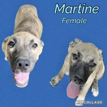 Martine -  Belgian Shepherd Malinois Dog for Adoption in Manchester, Connecticut - Martine | PetCurious