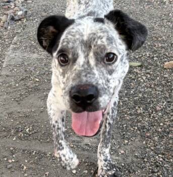 Rescue Australian Cattle Dog Blue Heeler Dogs for Adoption in Golden, Colorado - Athena | PetCurious