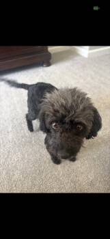Miniature Poodle Dogs Available for Adoption in Hayward, California - Betsy And Rocky  | PetCurious