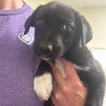 Mixed Breed and None Dogs Available for Adoption in Tulsa, Oklahoma - Taylor | PetCurious