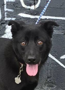 Aspen -  Shepherd Dog for Adoption in Newport, Tennessee - Aspen | PetCurious